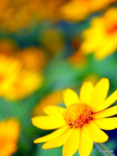 富士山麓山中湖旅行記　花のアルバム編