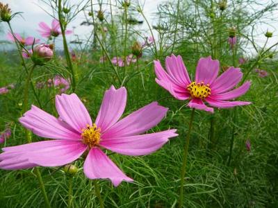 黒姫高原と野尻湖