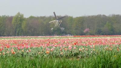 2010年4・5月オランダ・ベルギー旅行記（オランダ編）