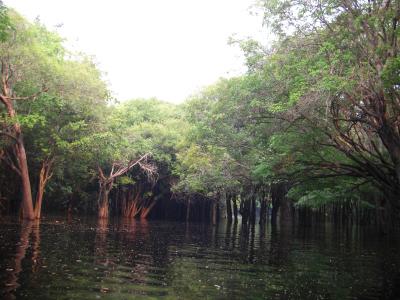 ブラジル自然遺産の旅①アマゾン編