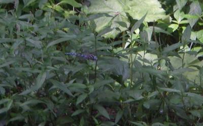 生まれ故郷へ-岩内の山-自然・昆虫にふれる