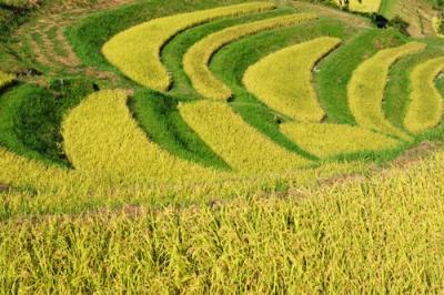 黄金色の大山千枚田ほか（棚田　千葉県　鴨川市）