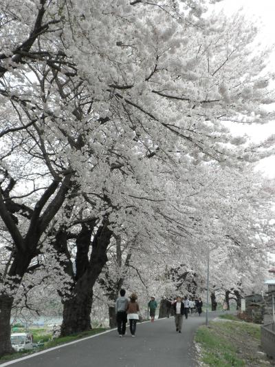 一目千本桜（と船岡城址公園）