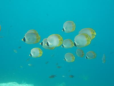 バリ島休暇~ダイビング編~