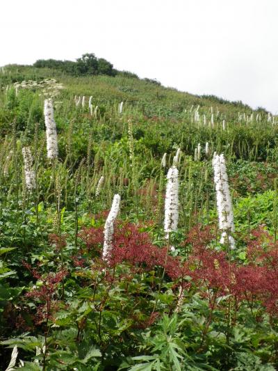 夏から秋への伊吹山山頂散策と醒ヶ井の梅花藻２０１０