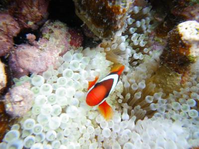 癒しのパラオ６日間☆　①～イルカからクラゲの入り口まで～