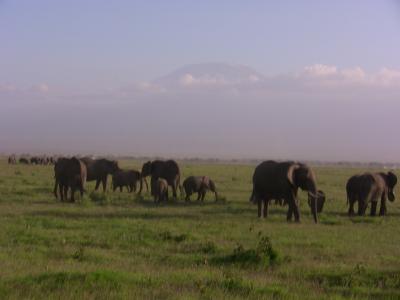 20101220ケニア動物日記①ナイロビ～アンボセリ