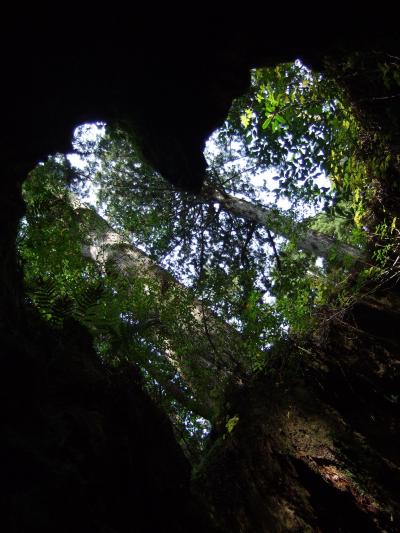 G.W. 鹿児島旅行！　～３日目屋久杉編～