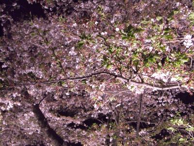 ★終わりかけの夜桜