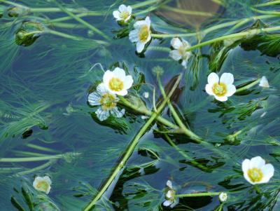 梅花藻（ばいかも）の涼流～～　さめがい夏の終わりに