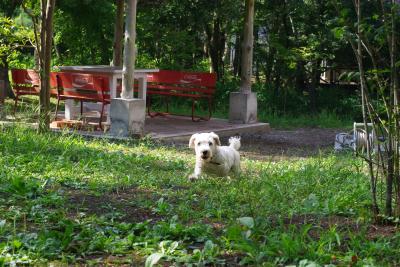 犬連れでの家族旅行～初めての割りに大成功～@SEMICA in　山中湖