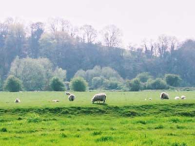 【2004春イギリス】#1　田舎の風景　～East Sussex～