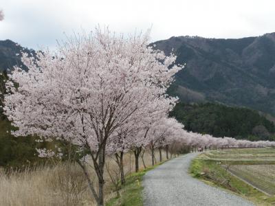 タケノコを買いに行って、素敵な桜並木を発見！