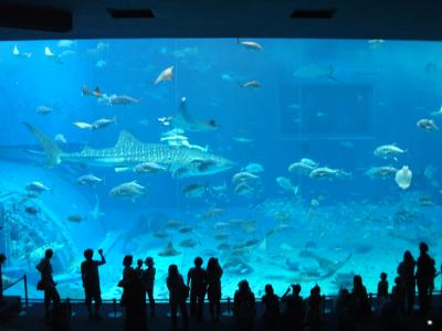 沖縄旅行②《美ら海水族館》
