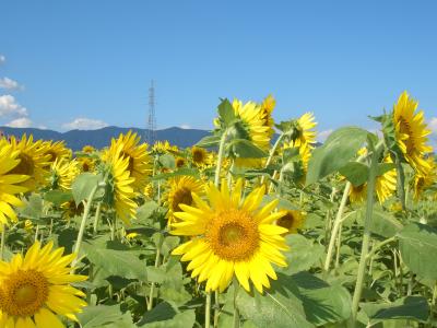 　今年新規開園　ヒマワリ畑