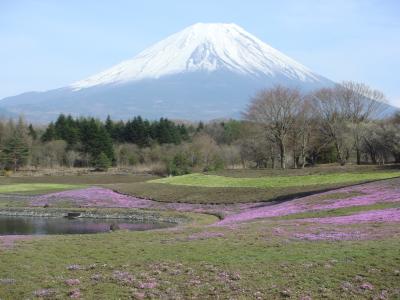 富士芝桜まつりとドライブ