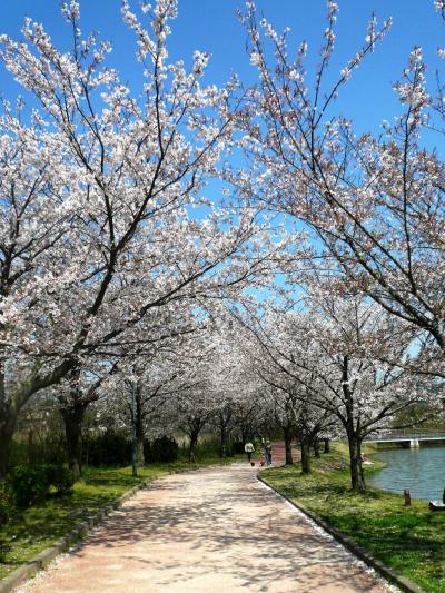 2010 APR サクラ満開　駕与丁公園（粕屋町）  