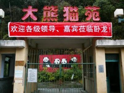 パンダに会いに 臥龍大熊猫保護センター!