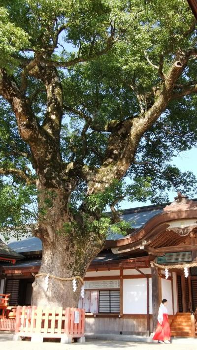 九州のパワースポット・国定指定の宇佐神宮♪鬱蒼とした森　イチイガシや樹齢８００年の大楠　手にあたたかさが伝わってきます