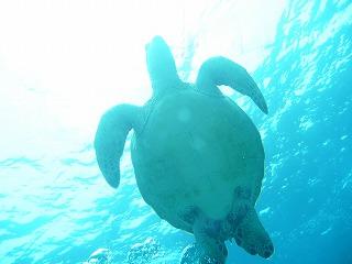 沖縄の夏の海です。