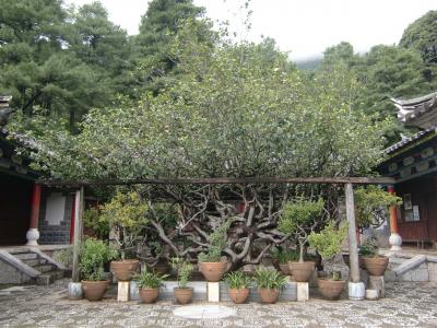 遥かなる雲南の旅（麗江・玉峰寺）