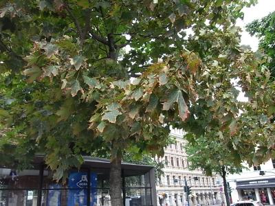 交響詩「フィンランディア」の世界へ