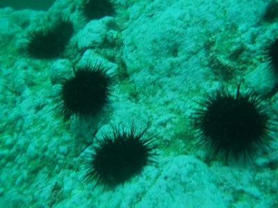 積丹は海の中もウニ（北海道初ダイビング）