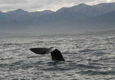 ルピナスの咲くニュージーランド南島ドライブ紀行　⑥オアマル～カイコウラ