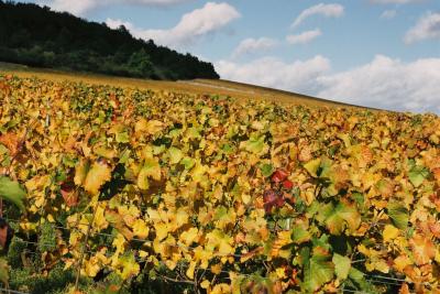 ブルゴーニュの葡萄畑の黄葉とディジョン市内(フランスの旅2006③)Autumn vineyard in Bourgogne