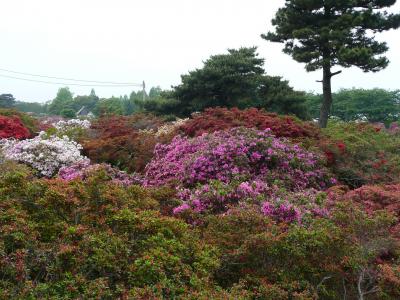 樹齢130年の大藤を観に…【5】+館林のつつじ