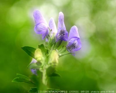 秋の山の花撮り