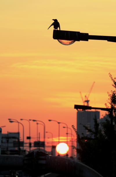 法円坂歩道橋からの夕陽