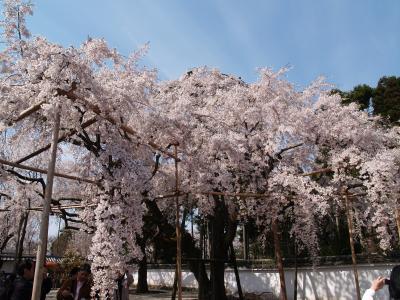 京都三宝院と憲深林苑の桜