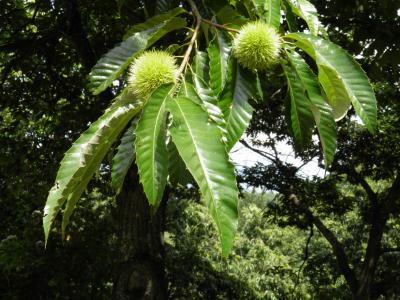 伊豆から帰った翌日に行く別所温泉一泊6,800円の旅