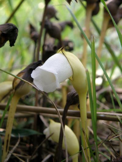 秋を求めて「わち山野草の森」へ