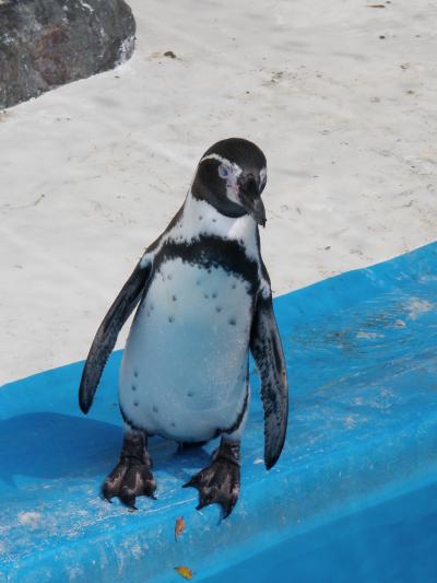 残暑の中動物園に行ってきました