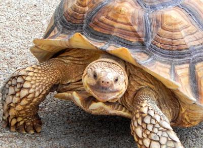 敬老の日の動物たち～秋吉台サファリランド～