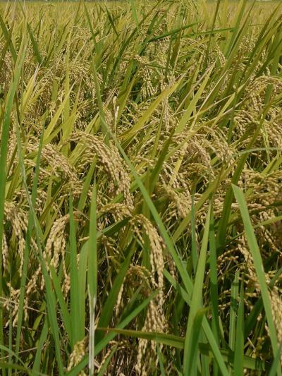 田んぼと大河のある風景(五頭温泉郷・阿賀野川・信濃川)