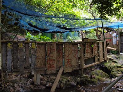 野生牛と秘湯めぐり　◆トカラ列島・口之島