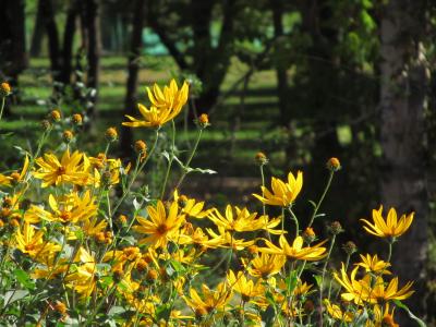 2010年秋ふらっと極東ロシアへ４泊３日の旅ハイライトその３：植物編