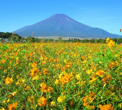 秋を探しに～コスモス～