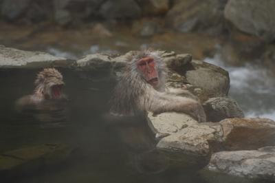 地獄谷温泉は猿☆猿天国