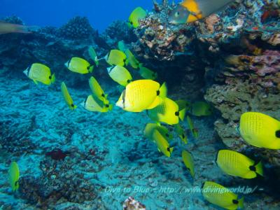 ダイビング好き　様 ハワイ オアフ島 ファンダイブ ～ZX DIVING～