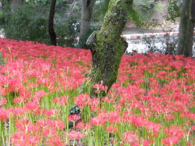 日高・巾着田の曼珠沙華とコスモス