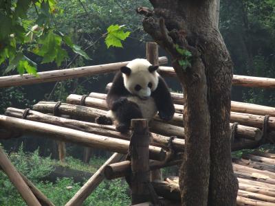 四川熱不熱?(中秋の成都、九寨溝、黄龍)一