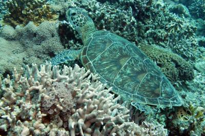 座間味島&渡嘉敷島周辺! ちょっと台風の余波が・・・