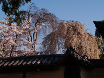 京都高台寺－2009年桜の頃