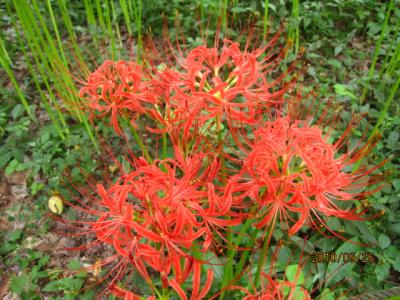 野川公園の彼岸花（曼珠沙華）。