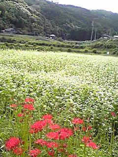 ★道の駅”豊前おこしかけ”から、お千代さんの秋探しの･･･旅。