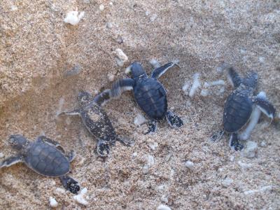 座間味でシュノーケル三昧　（Ｎｏ．2）